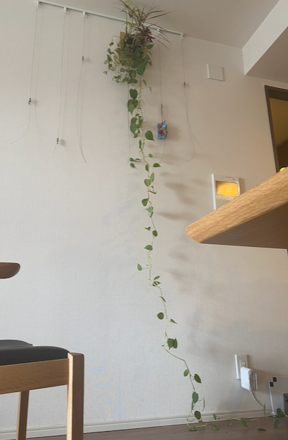 壁にかけられる観葉植物が巨大になっていたの巻 | BACKET-LIST